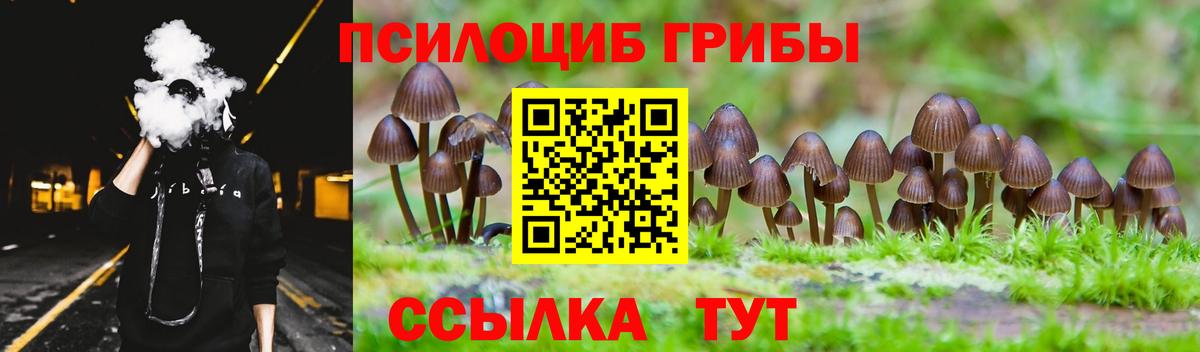 Псилоцибиновые грибы Psilocybe Нижнеудинск